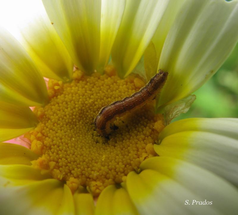 bruco in materia di identificazione dei fiori